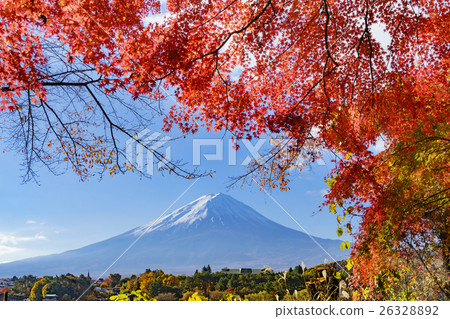 Mt. Fuji seen from the Kawaguchiko Momiji tunnel of autumn leaves 26328892