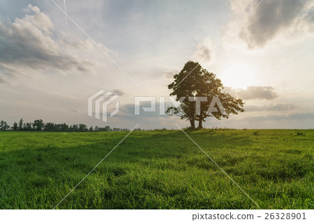 oak and maple grow together on green field in oak and maple grow together on green field in 26328901
