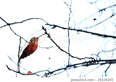 Leaves left only on one tree branch Leaves left only on one tree branch 26329205