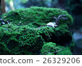 Moss growing on the rock 26329206