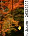 Autumn leaves leaved on spider web 26329207