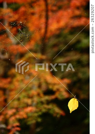 Autumn leaves leaved on spider web Autumn leaves leaved on spider web 26329207
