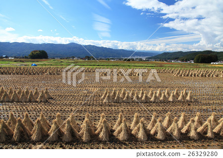 Rice reaping 26329280