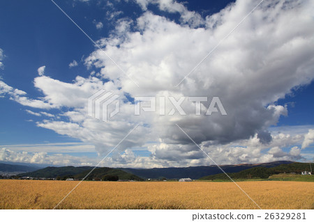 Golden rice 26329281