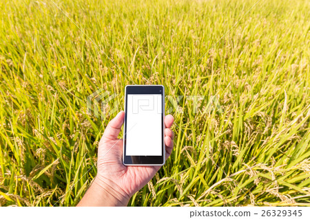 Rice cultivation and production management (October) Rice cultivation and production management (October) 26329345