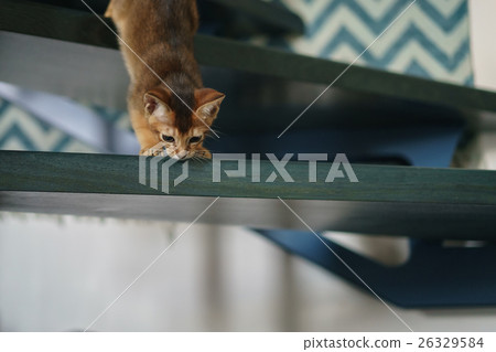 abyssinian kitten playing on stairs abyssinian kitten playing on stairs 26329584