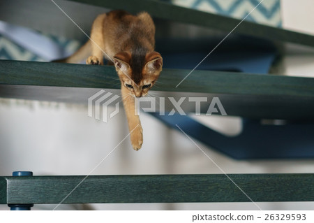 abyssinian kitten playing on stairs abyssinian kitten playing on stairs 26329593