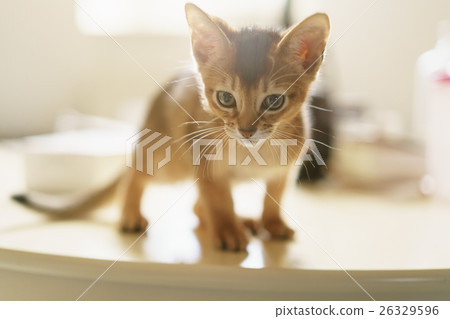 abyssinian kitten wild color indoor portrait abyssinian kitten wild color indoor portrait 26329596