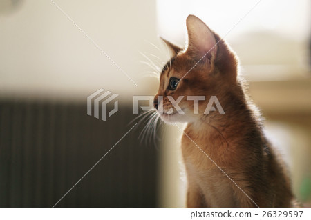 abyssinian kitten wild color indoor portrait abyssinian kitten wild color indoor portrait 26329597