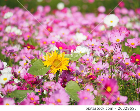 Cosmos and sunflowers Cosmos and sunflowers 26329653