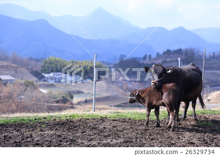 Takachiho beef Takachiho beef 26329734