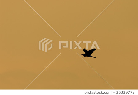 Egret Flying in Silhouette 26329772