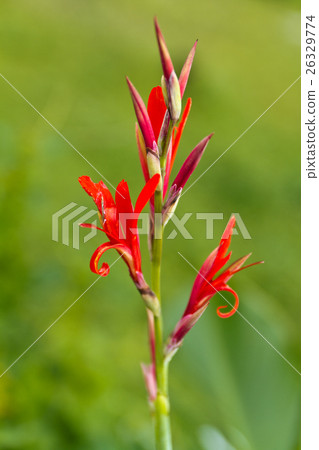 Indian shot (Canna indica) 26329774