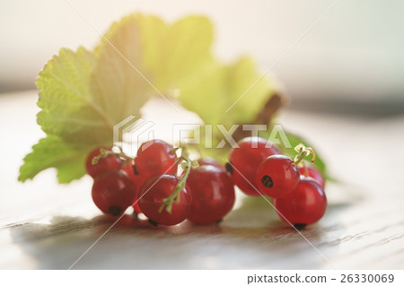 freshly picked red currant on oak wood table 26330069