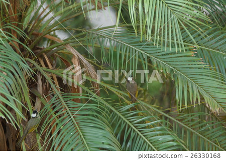 一隻鳥 一隻鳥 26330168