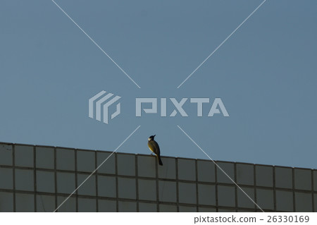 一隻鳥 一隻鳥 26330169