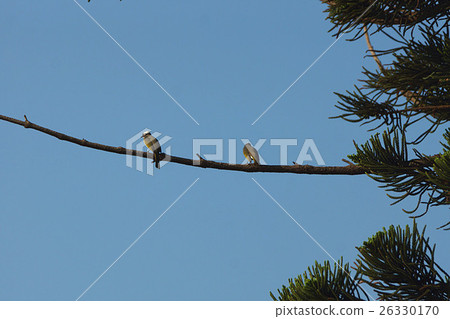 bird bird 26330170