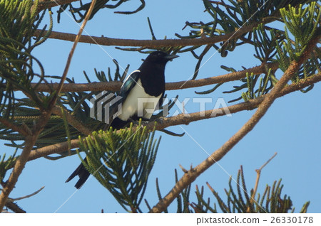 Magpie Magpie 26330178