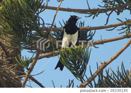 Magpie Magpie 26330185