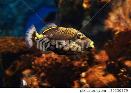 Close-up view of a Clown triggerfish Close-up view of a Clown triggerfish 26330579