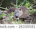Nutria's Child 26330581