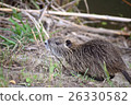 Nutria's Child 26330582