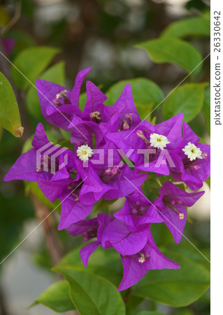 Flowers 26330642