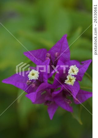 花 花 26330661