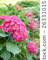 hydrangea   26331015