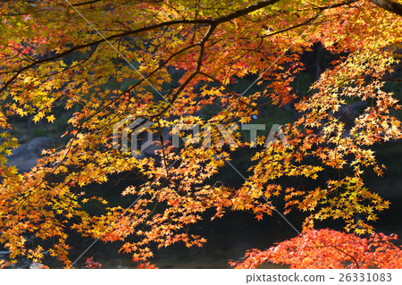 Autumn leaves of Konami River 26331083