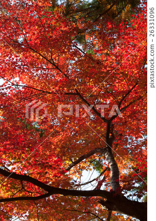Autumn leaves of Konami River 26331096