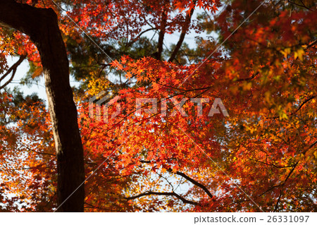 Autumn leaves of Konami River 26331097