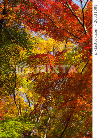 Konami河秋葉 26331099