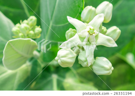 Calotropis giantea or Crown flower on tree 26331194