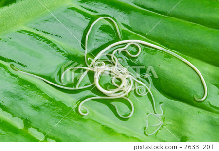 Helminths Toxocara canis also known dog roundworm 26331201