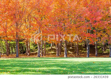 Orange park Orange park 26331439