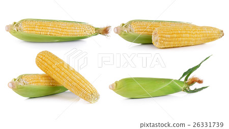 fresh corn on white background 26331739