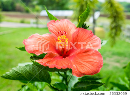 Red orange Hibiscus China rose Hawaiian flower Red orange Hibiscus China rose Hawaiian flower 26332069