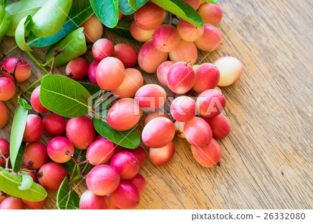 Carunda,Karonda,Carissa carandas,Apocynaceae 26332080