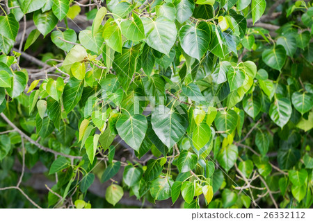 Bodhi tree green leaves 26332112