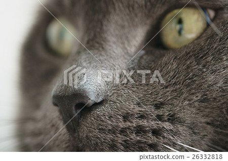 gray cat nose close up photo 26332818
