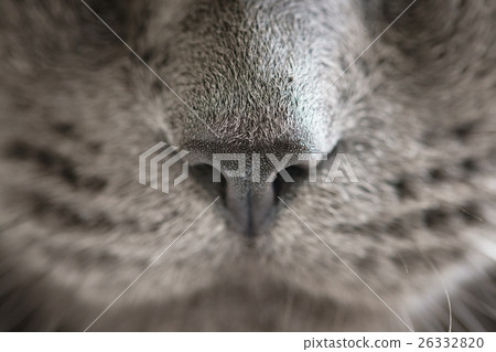 gray cat nose close up photo 26332820