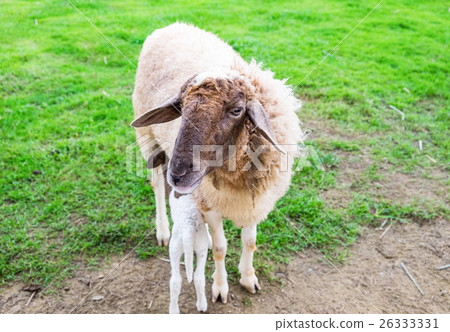Shaggy sheep and baby on farm Shaggy sheep and baby on farm 26333331
