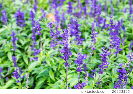 Lavender purple flower 26333395