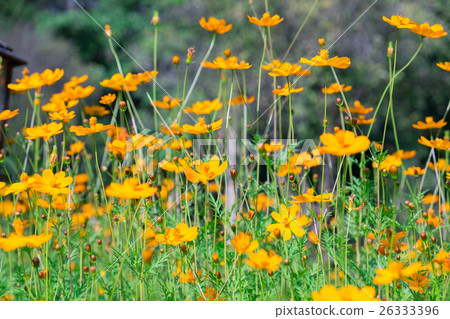 Cosmos mexican aster flower orange yellow rows 26333396