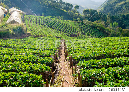 Strawberry platation mountain stairs beautiful 26333481