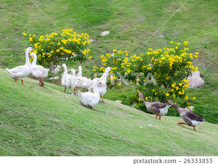 Black Goose deport group white goose fighting Black Goose deport group white goose fighting 26333855