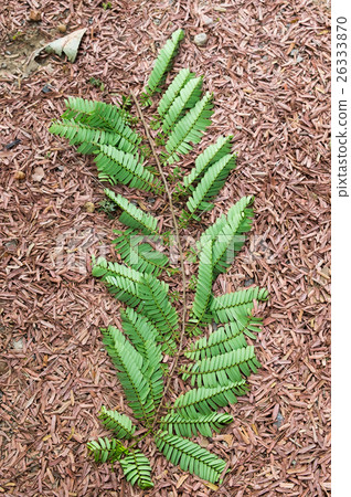 Tamarind branch fall on leaf Tamarind branch fall on leaf 26333870