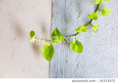 Plant green ivy on wall 26333872