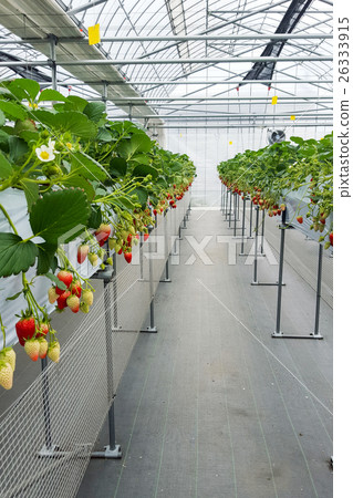 Strawberry fruit in nursery plantation 26333915